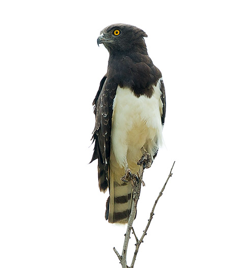 Black-chested Snake-Eagle perched